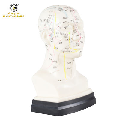 Model Tubuh Akupunktur Kepala 20cm Ramah Lingkungan Tanpa Cairan Efusi