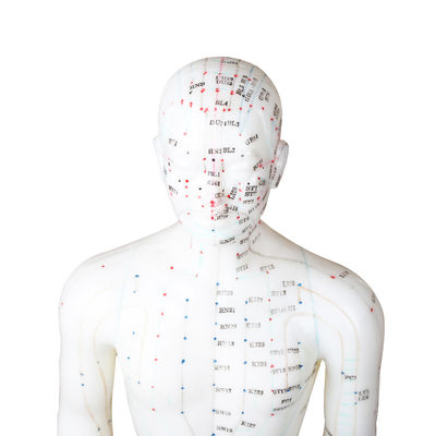 50cm Titik Model Akupunktur Pria Tubuh Manusia Sertifikat GMP