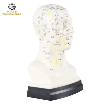 kualitas  Eco Friendly 20cm Head Acupuncture Body Model Without Effusion Liquid pabrik
