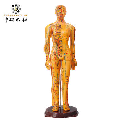 Akupunktur Jarum Akupunktur Model Tubuh Penampilan Realistis Representasi Detail Tubuh Manusia 20/25/50/70cm Tinggi