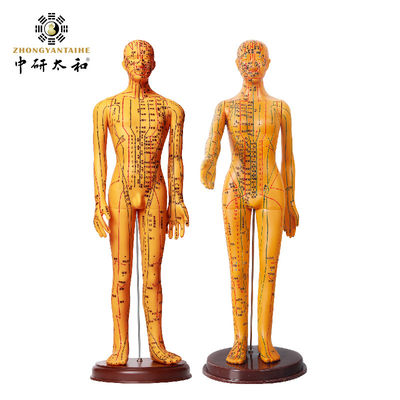 Akupunktur Jarum Akupunktur Model Tubuh Penampilan Realistis Representasi Detail Tubuh Manusia 20/25/50/70cm Tinggi