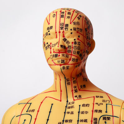 Meridian Chart Termasuk Model Badan Akupunktur Sekitar 5kg Serbaguna untuk Teknik yang Berbeda