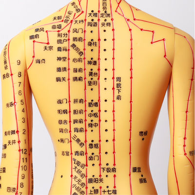 Meridian Chart Termasuk Model Badan Akupunktur Sekitar 5kg Serbaguna untuk Teknik yang Berbeda