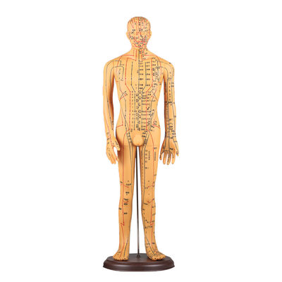 Meridian Chart Termasuk Model Badan Akupunktur Sekitar 5kg Serbaguna untuk Teknik yang Berbeda
