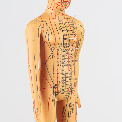 Meridian Chart Termasuk Model Badan Akupunktur Sekitar 5kg Serbaguna untuk Teknik yang Berbeda