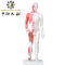 Model Tubuh Akupunktur Cina Dengan Otot 60/85/170cm