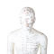 50cm Titik Model Akupunktur Pria Tubuh Manusia Sertifikat GMP